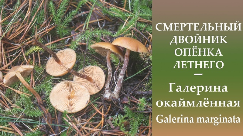 Дикоросы ядовитые