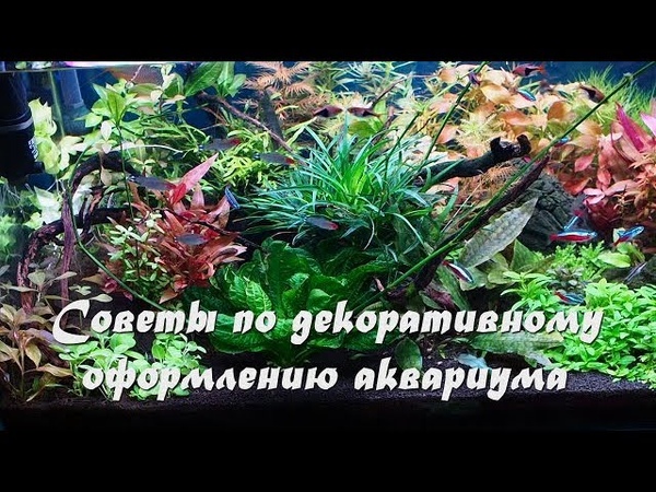 Грунт, питательные подложки и коряги