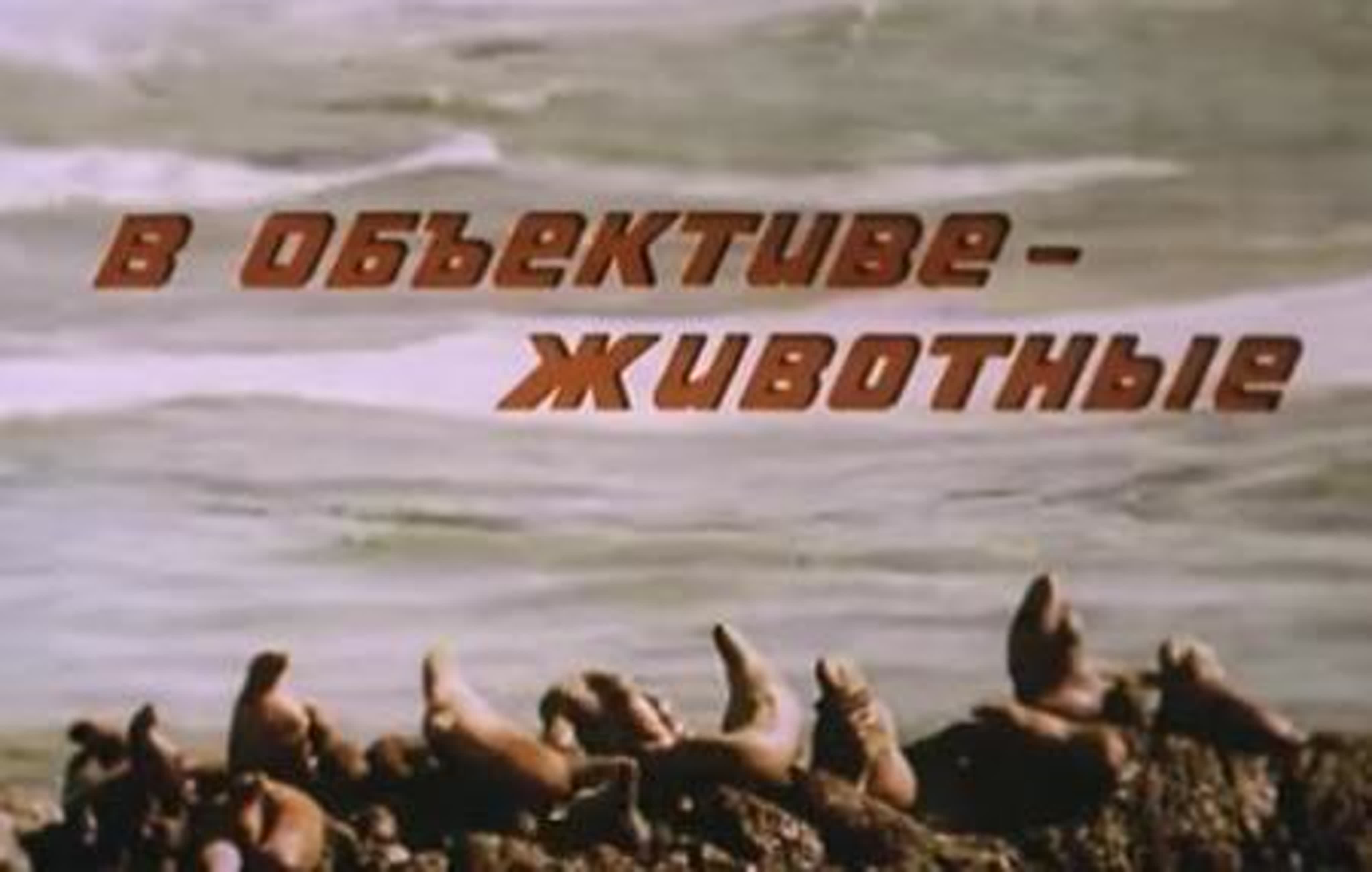 В объективе – животные
