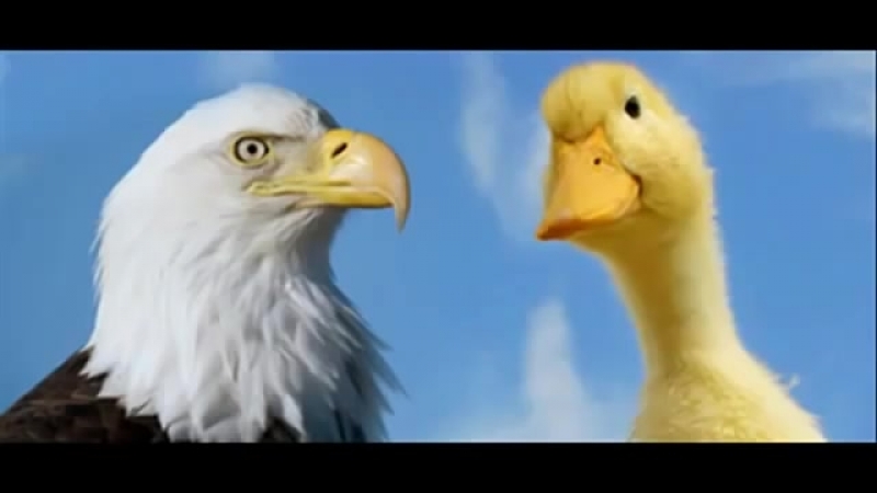 Обучающие видео, эфиры