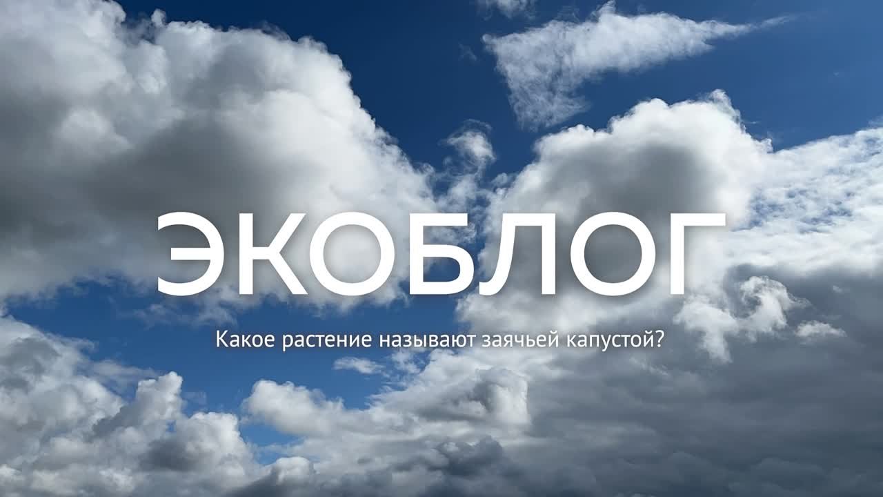 Экоблог