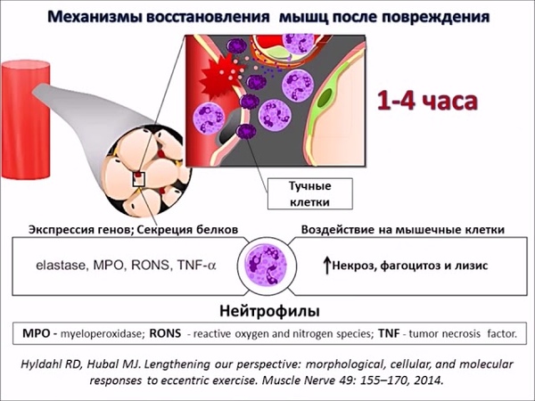 Плиометрика