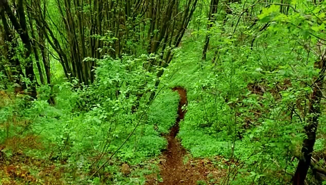 Полнометражки
