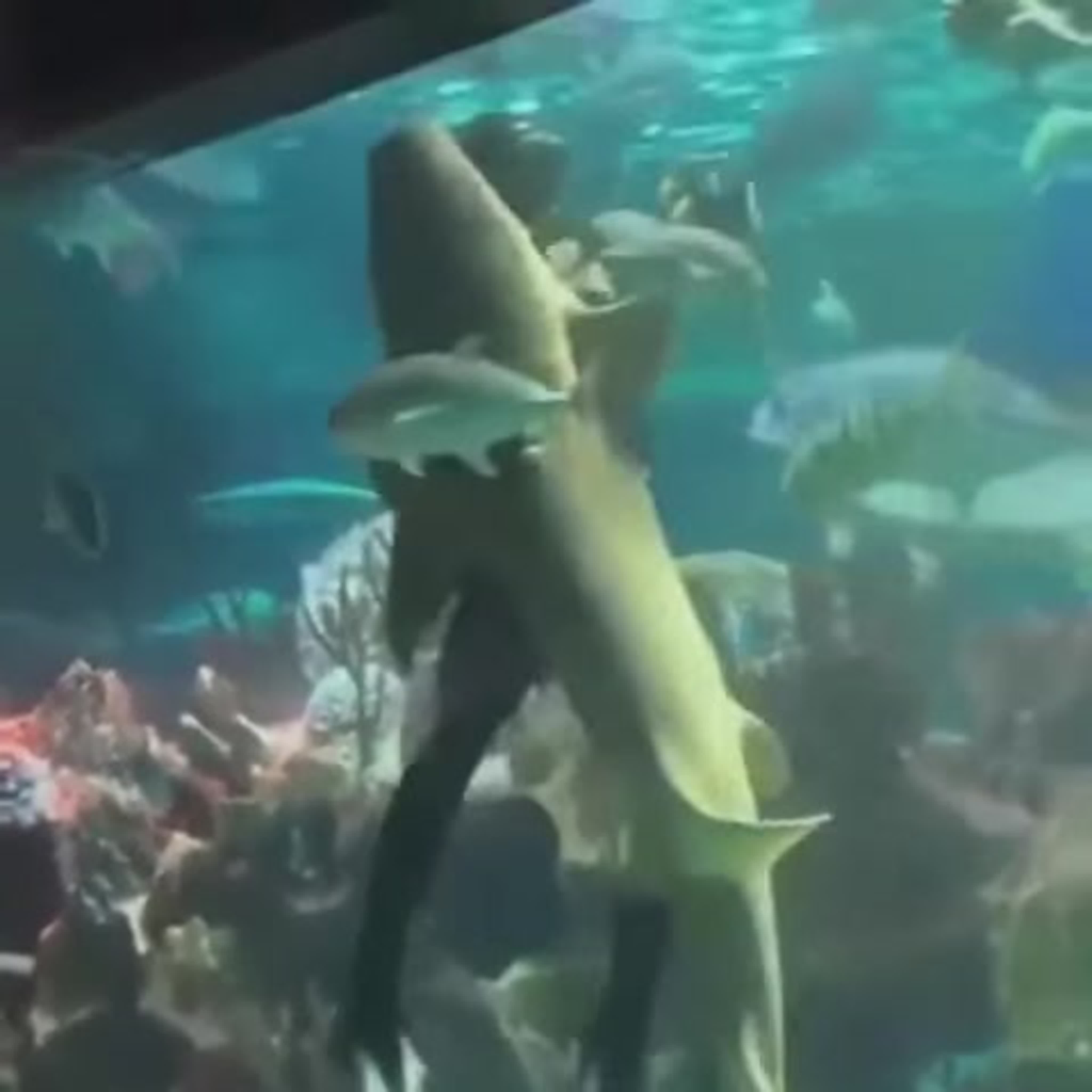 SHARKЪ