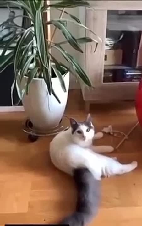 Коты