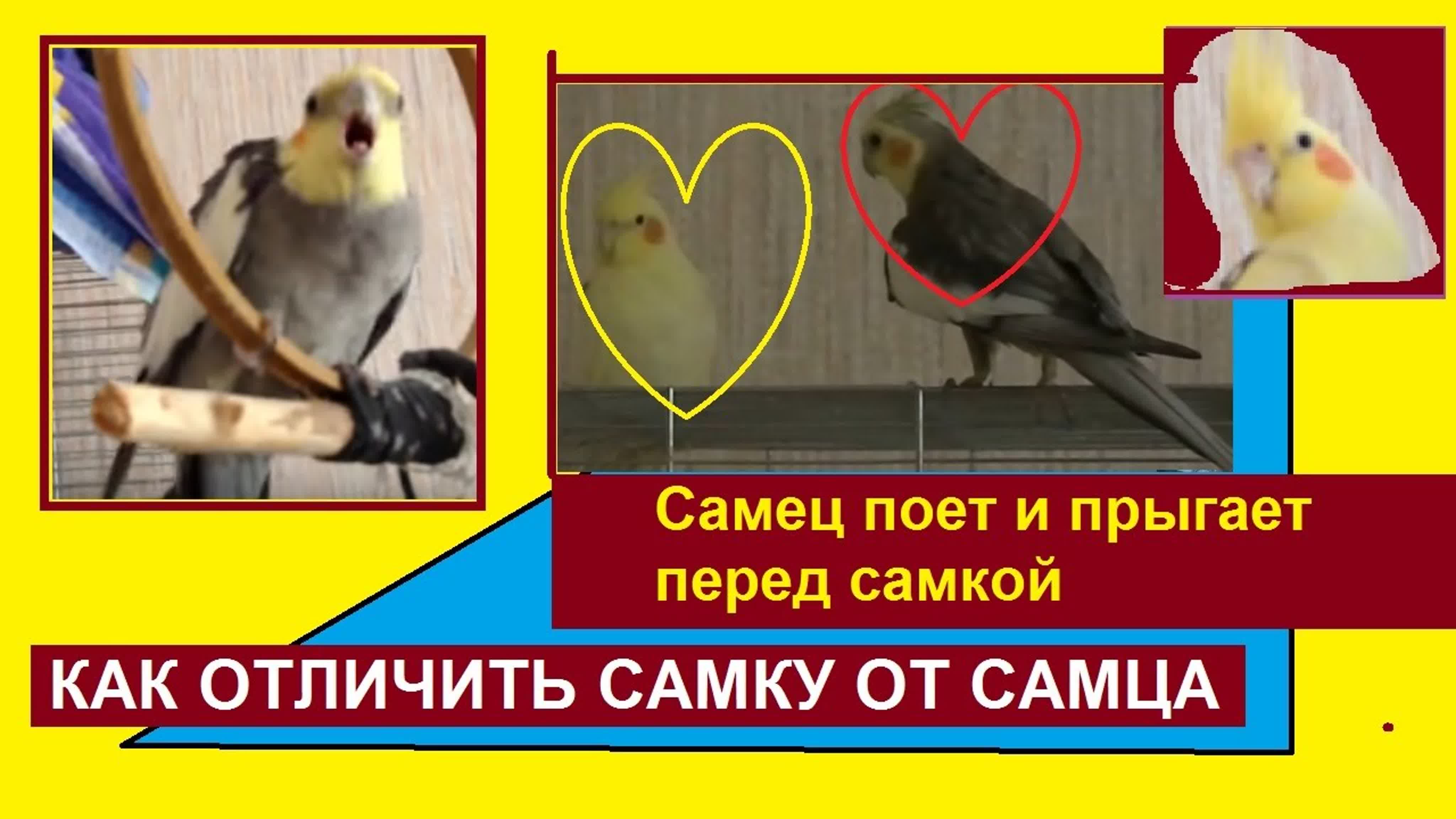 Разведение кореллы Гарик + Кеша
