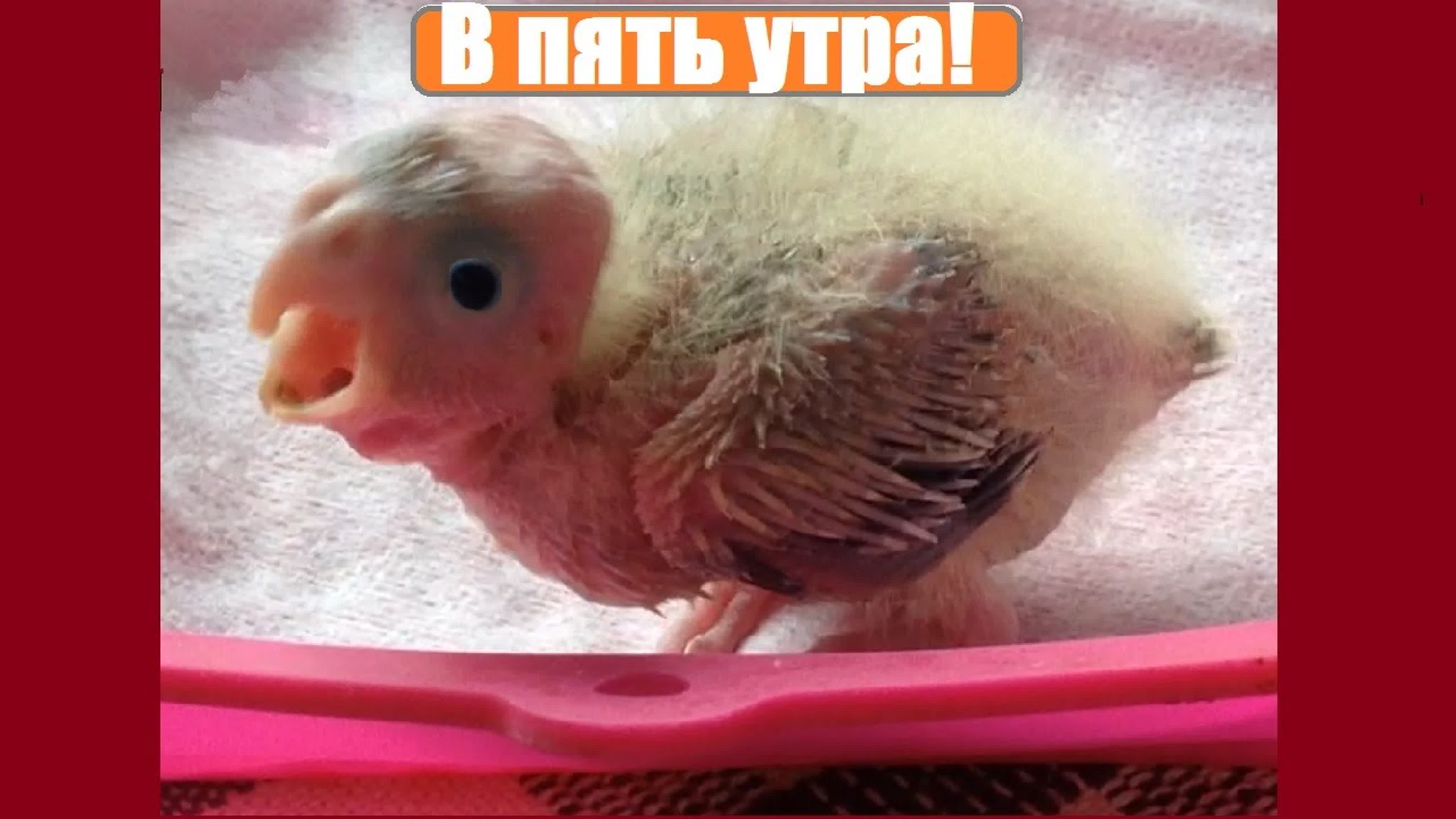 Птенцы выкормыши. Мой опыт