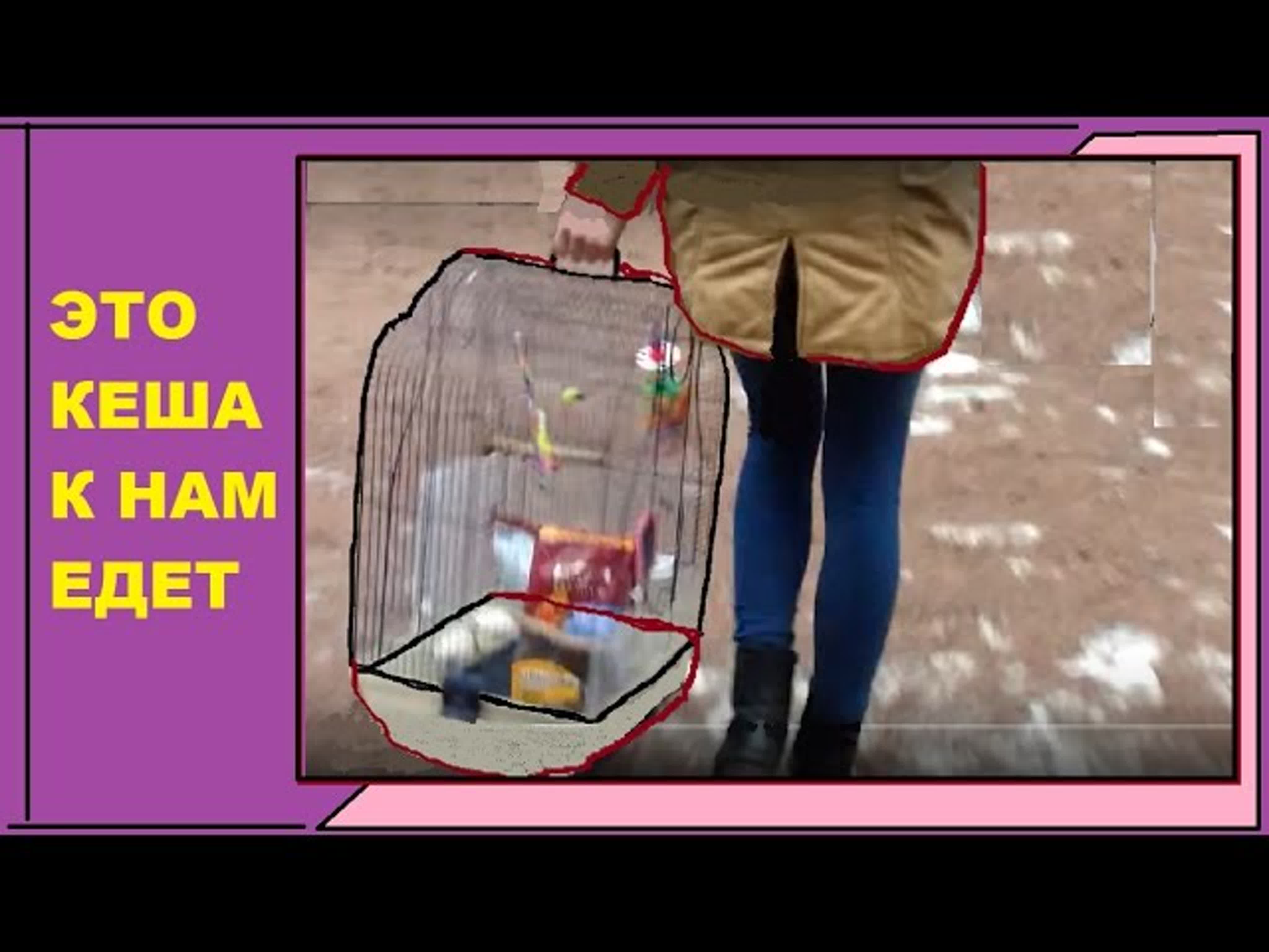 Рича, Кеша и другие попугаи. Жизнь и разведение.