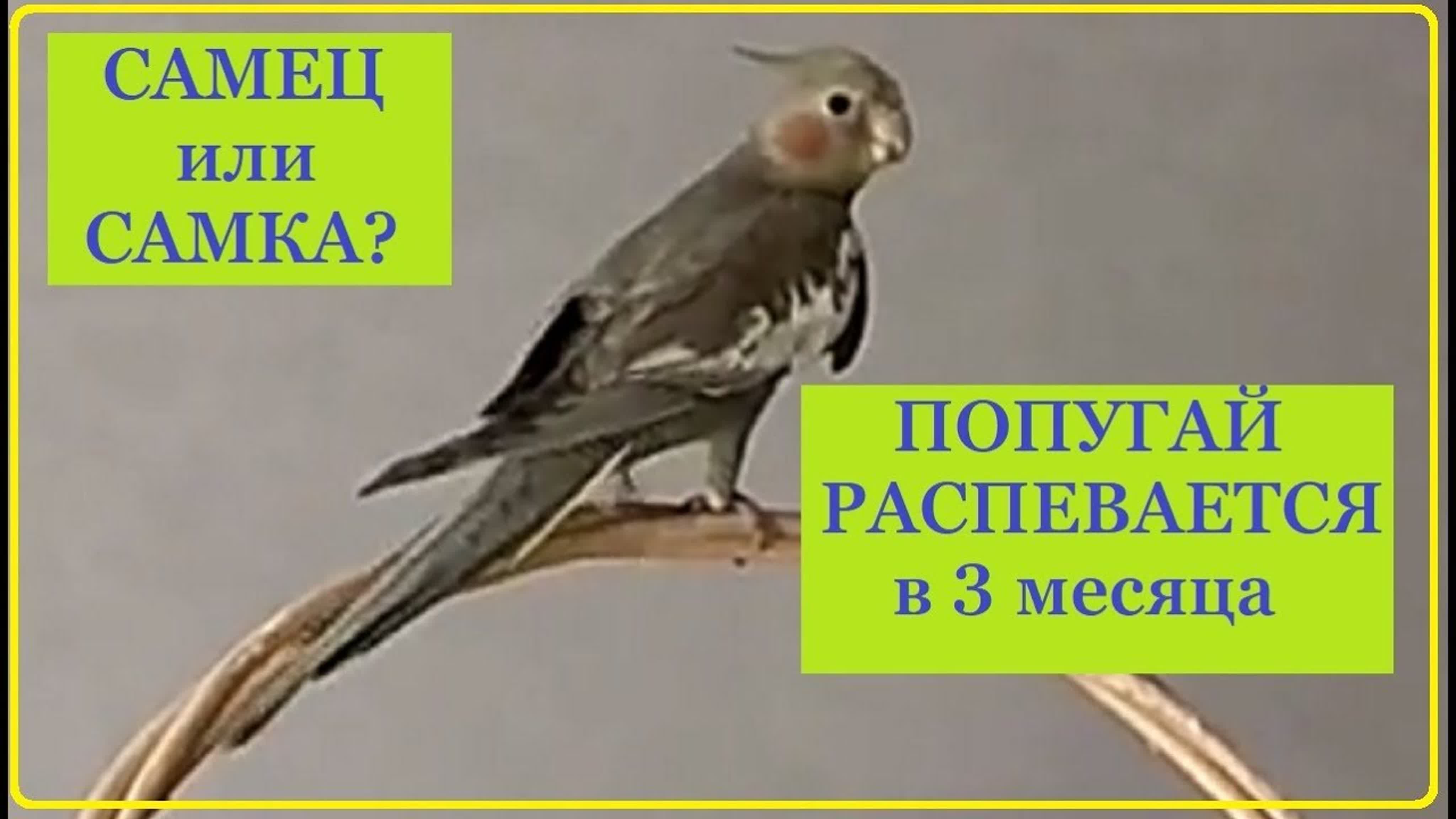 Проша. Попугай корелла природного окраса. Самец