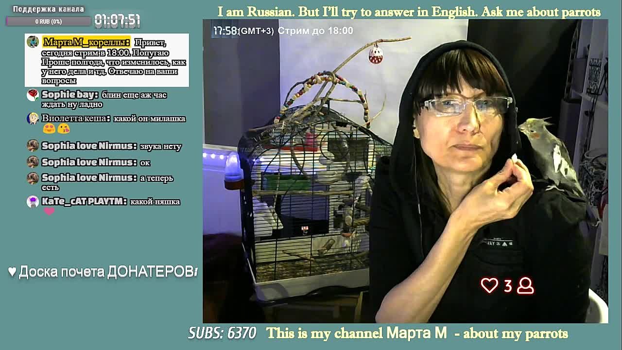 Стримы на канале Марта М попугаи кореллы