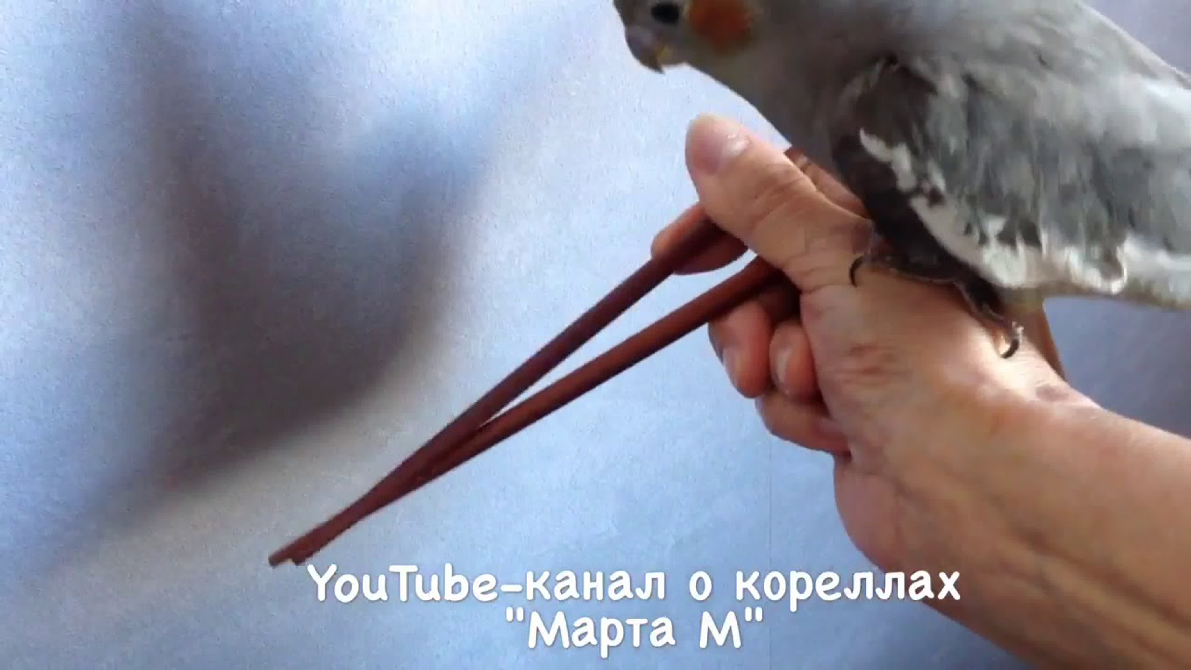 Мини-ролики. Мои попугаи.