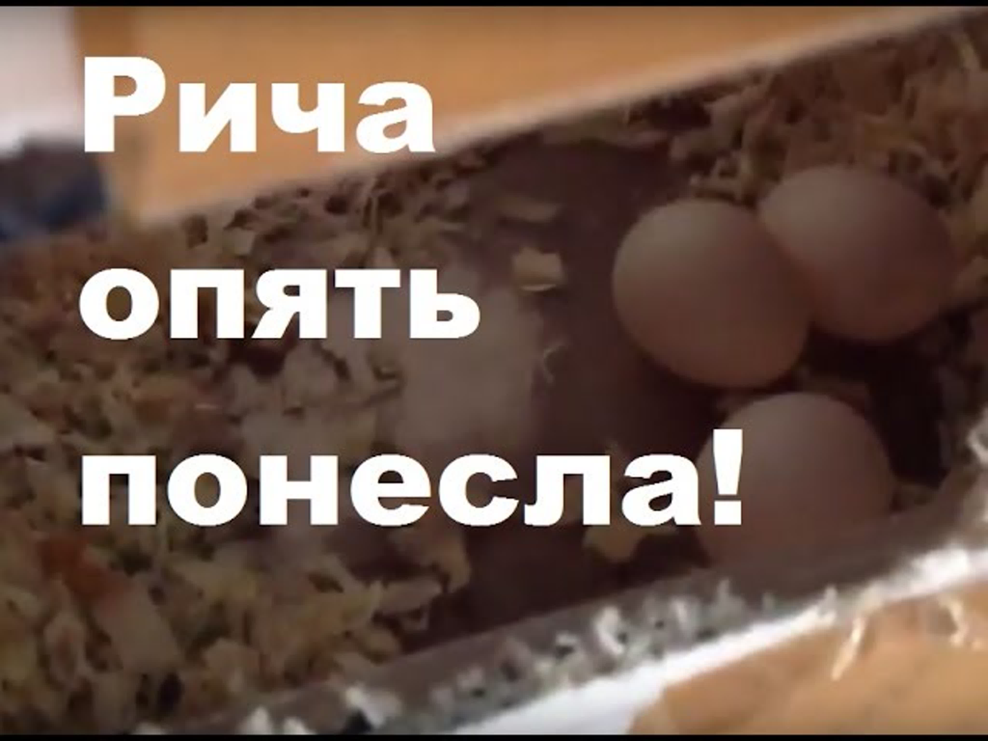 2 сезон. Разведение попугаев корелл. Рича и Гарик.