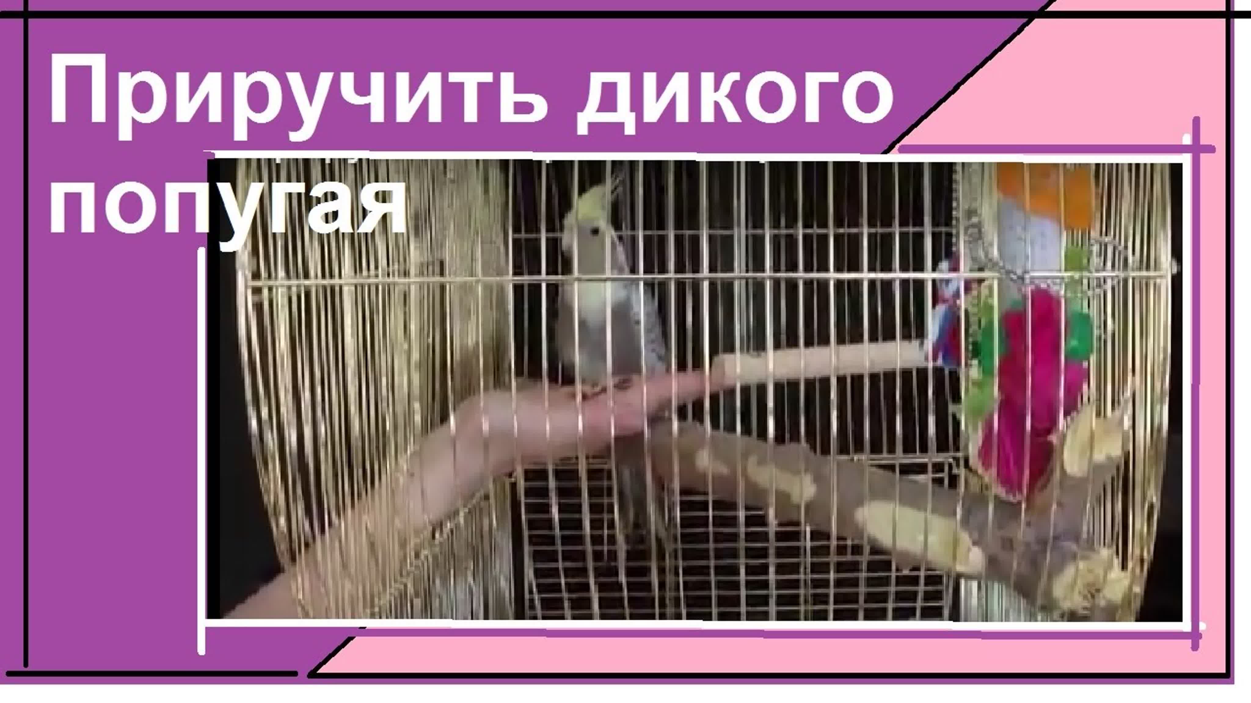 Содержание и разведение корелл в домашних условиях. Всё о кореллах.