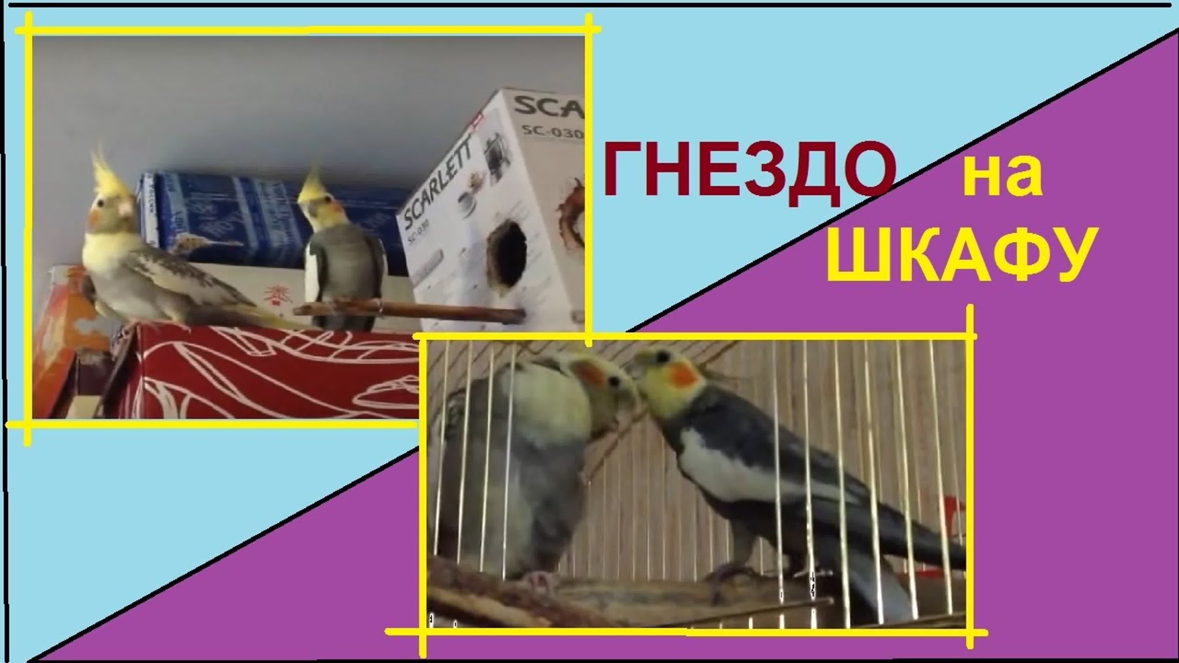 1 сезон. Разведение попугаев корелл. Рича и Гарик.