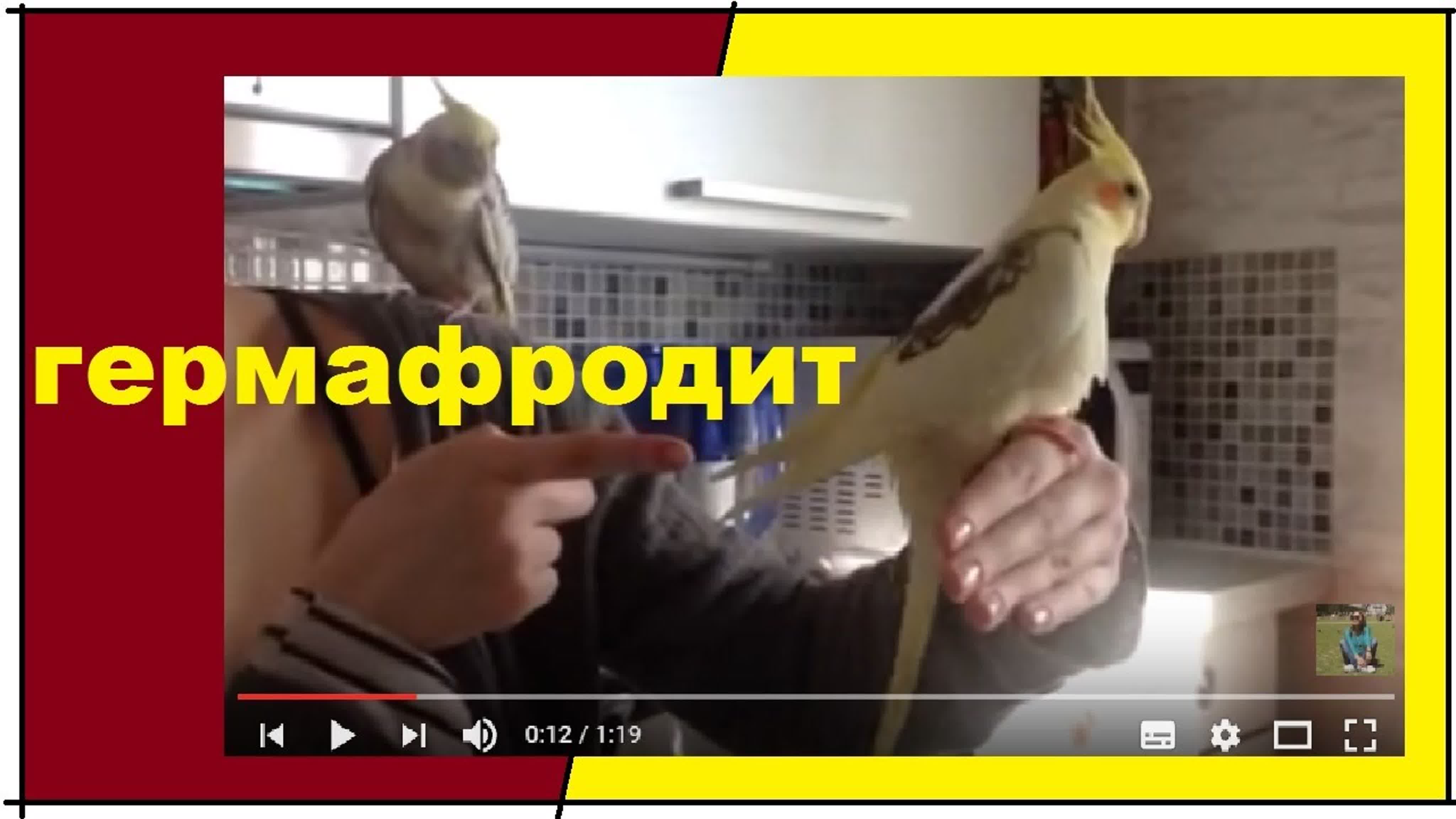 САМКА или САМЕЦ. КАК определить пол кореллы.