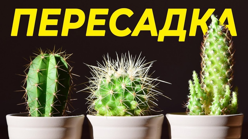 природа, красота и т.д