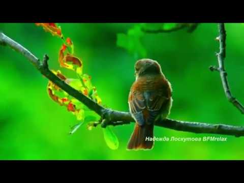 птички
