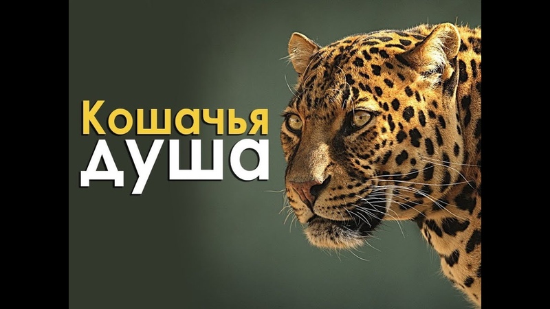 зверюшки