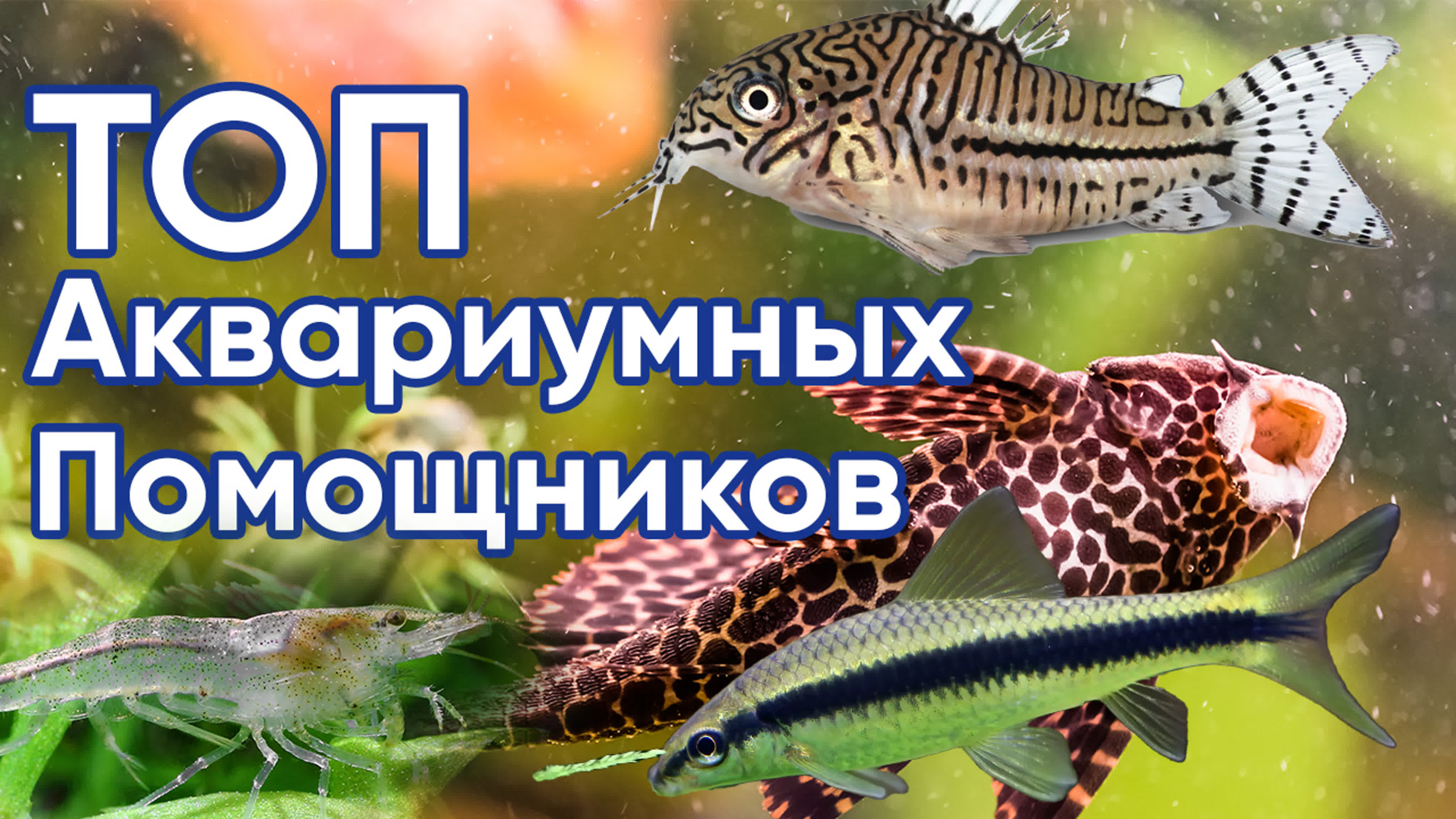 аквариум