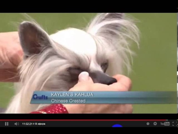 Crufts 2014