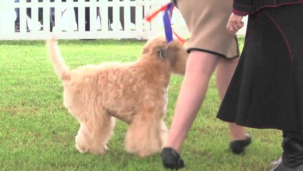 Southern Counties Championship Dog Show 2012