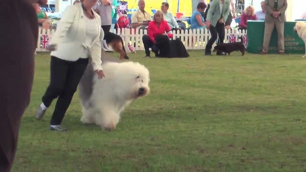 Windsor Championship Show 2012