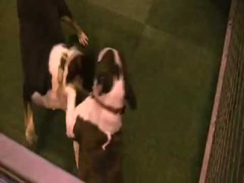 Crufts 2009