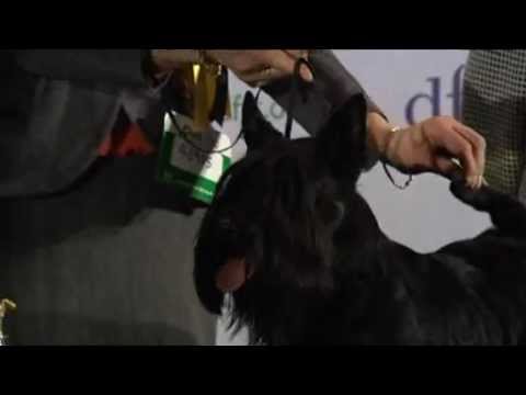 Crufts 2010