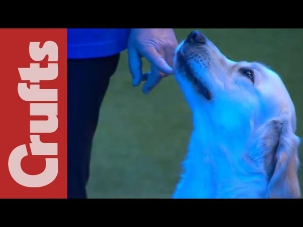 Crufts 2012