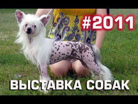 Хрустальный Кубок Украины 2011