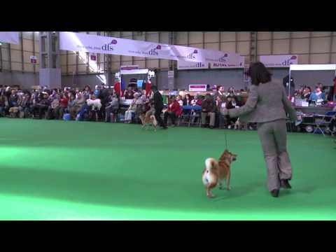 Crufts 2011