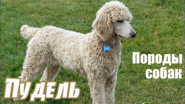 Пудели