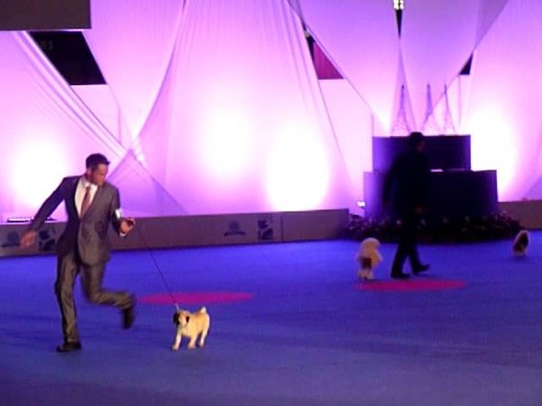 выставка World Dog Show 2011 Paris