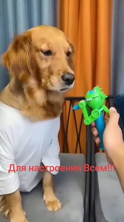 Смешные животные