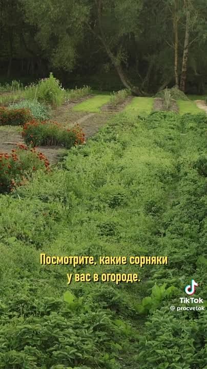 сад и огород