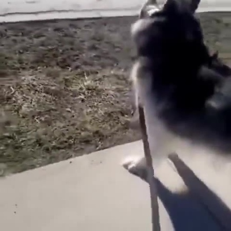 Животные