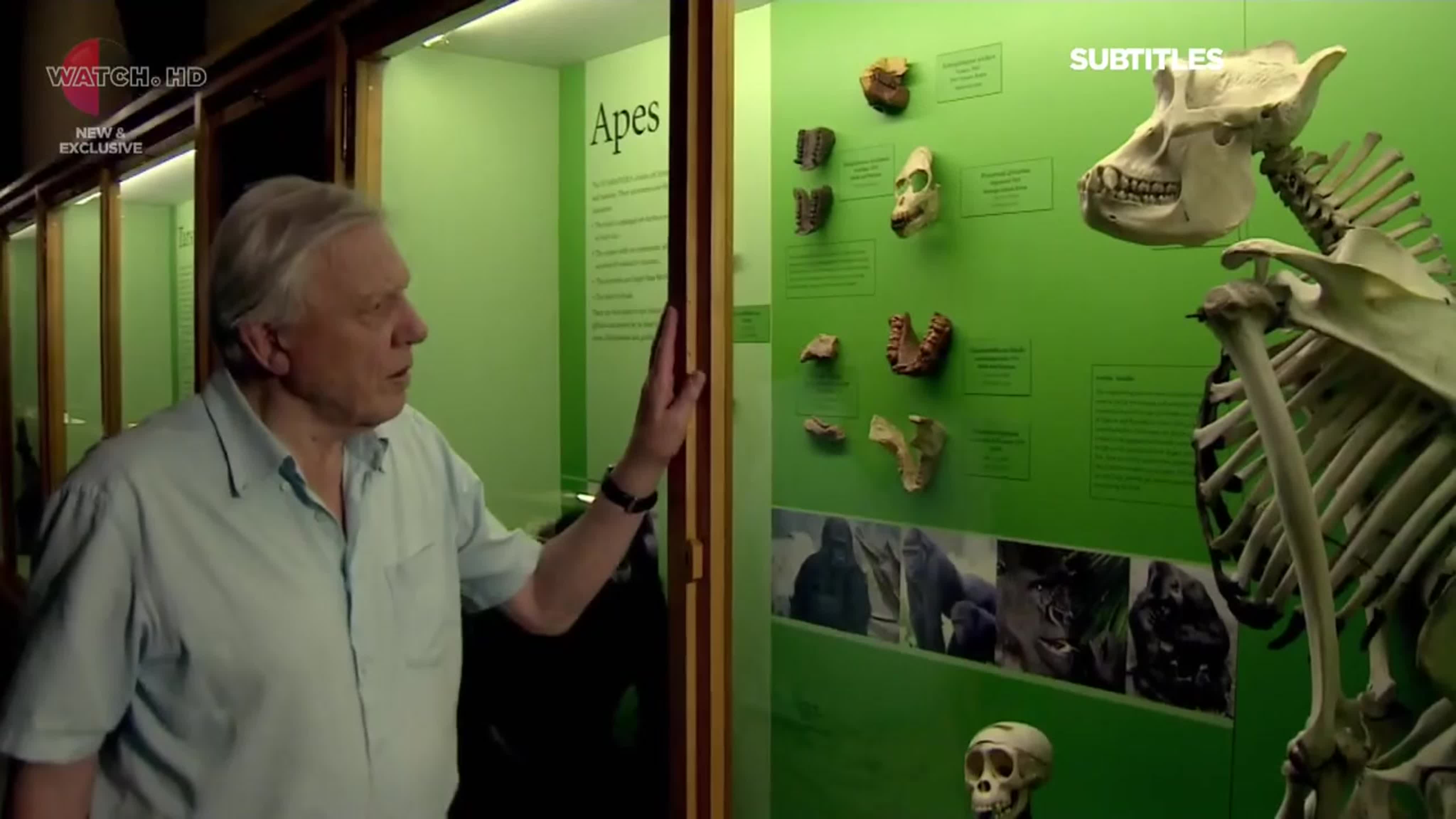 Дэвид Аттенборо. Загадки природы / David Attenborough's. Natural Curiosities (2014)