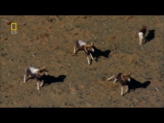 Дикая природа России (Wild Russia, #National_Geographic, 2008)