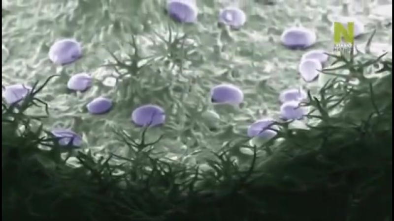 «Растения под микроскопом» (Invisible Nature, 2012).