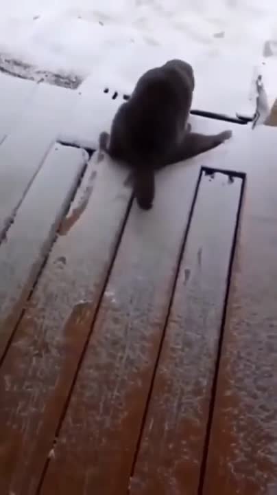 Смешные животные