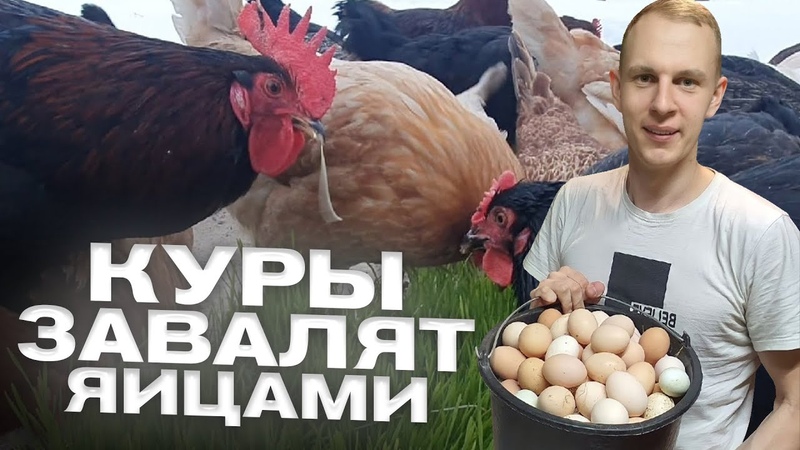 ПТИЦЕВОДСТВО