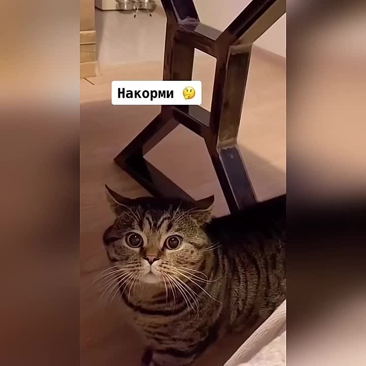 Милота