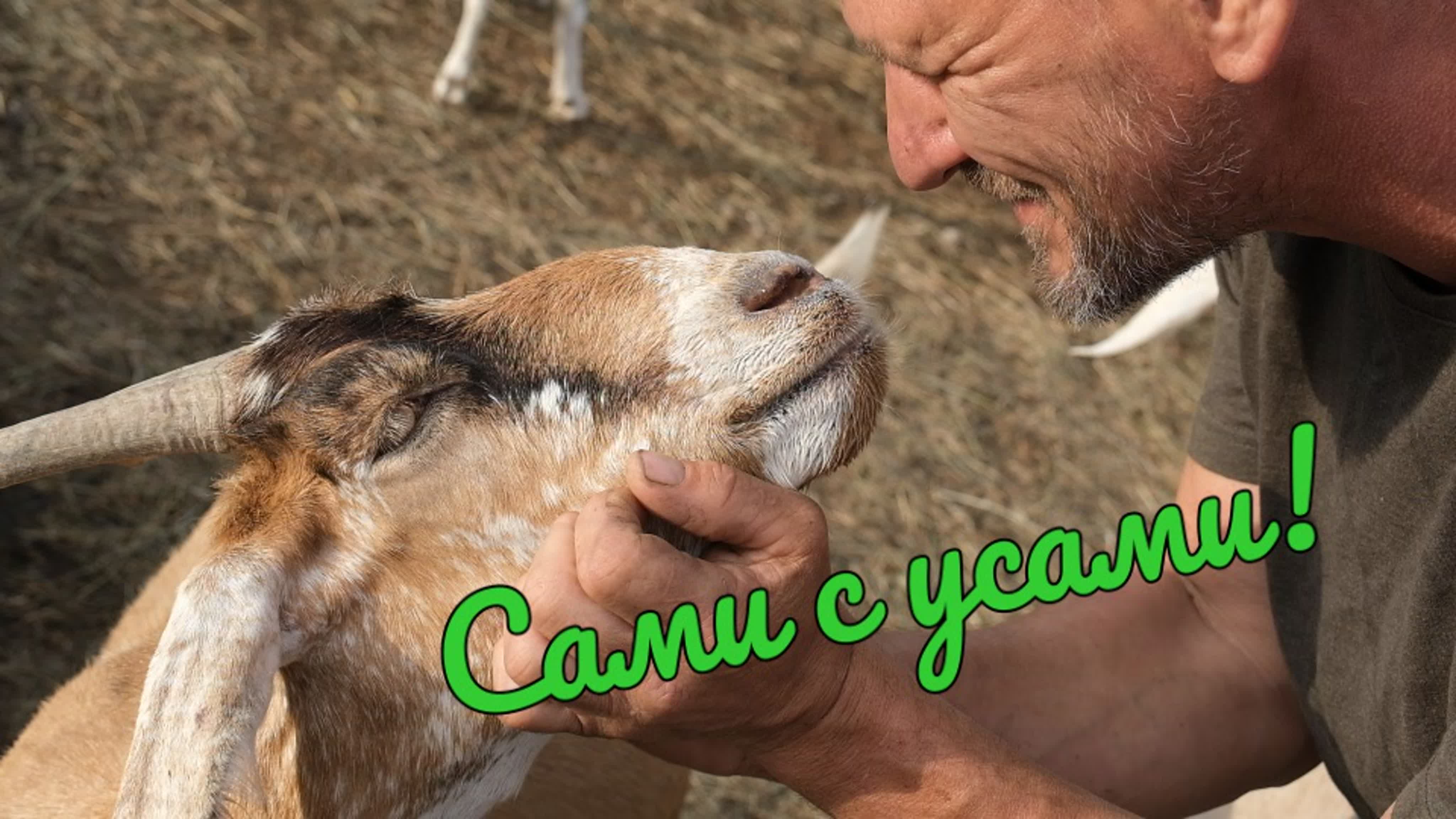 Сами с усами