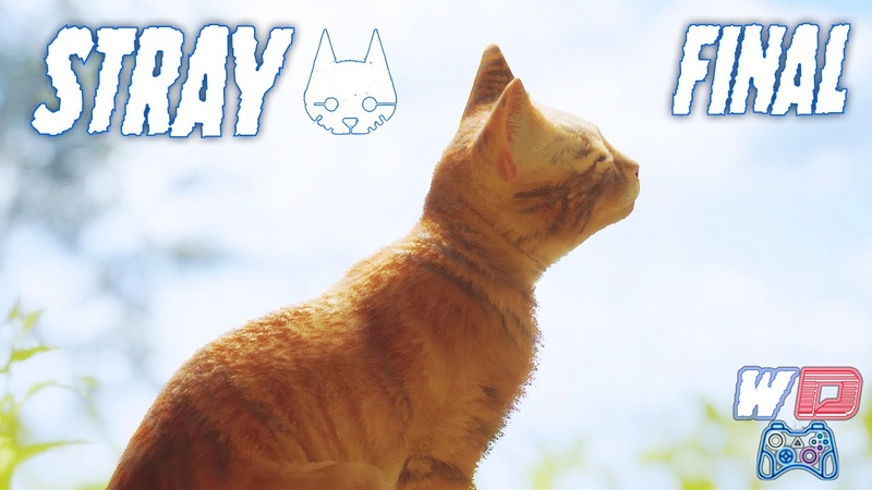 Stray