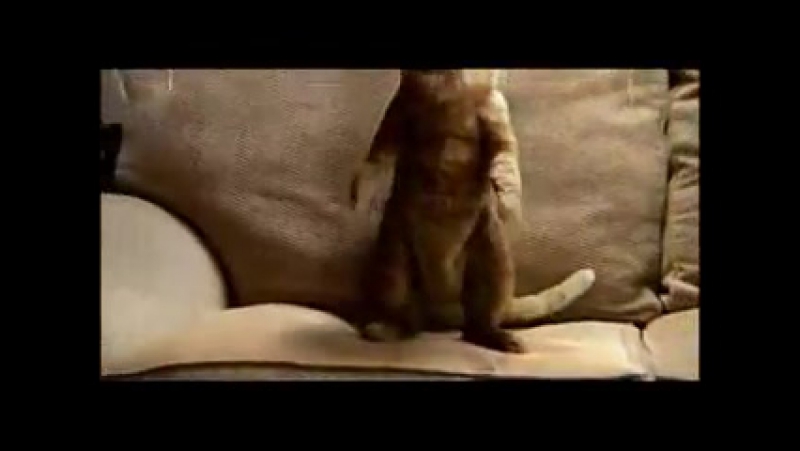 эти забавные животные