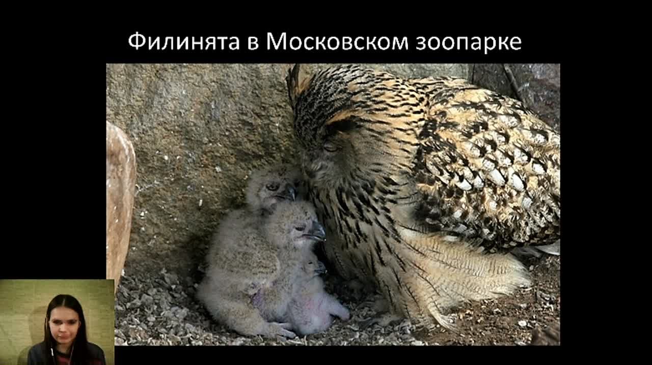 Лекторий Московского зоопарка