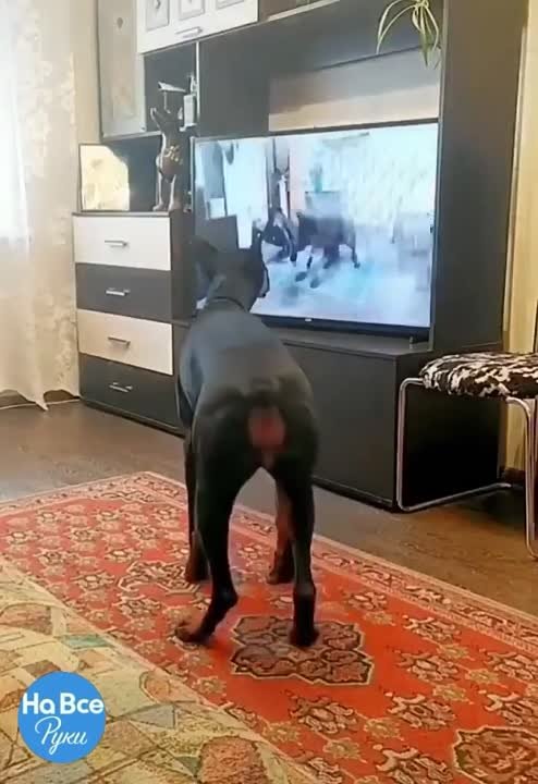 ЖИВОТНЫЙ МИР