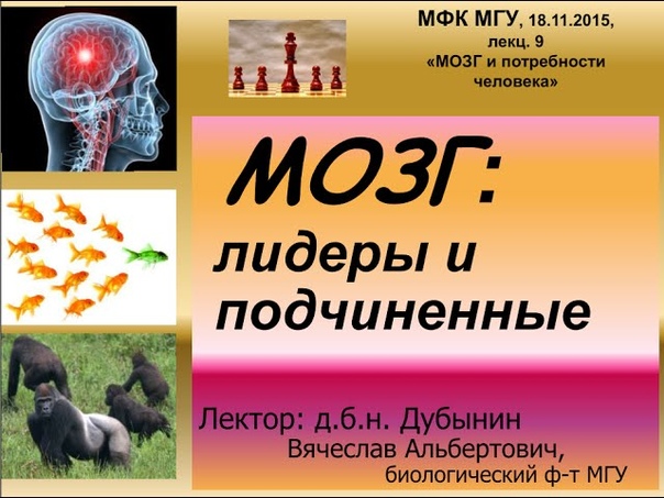 Мозг