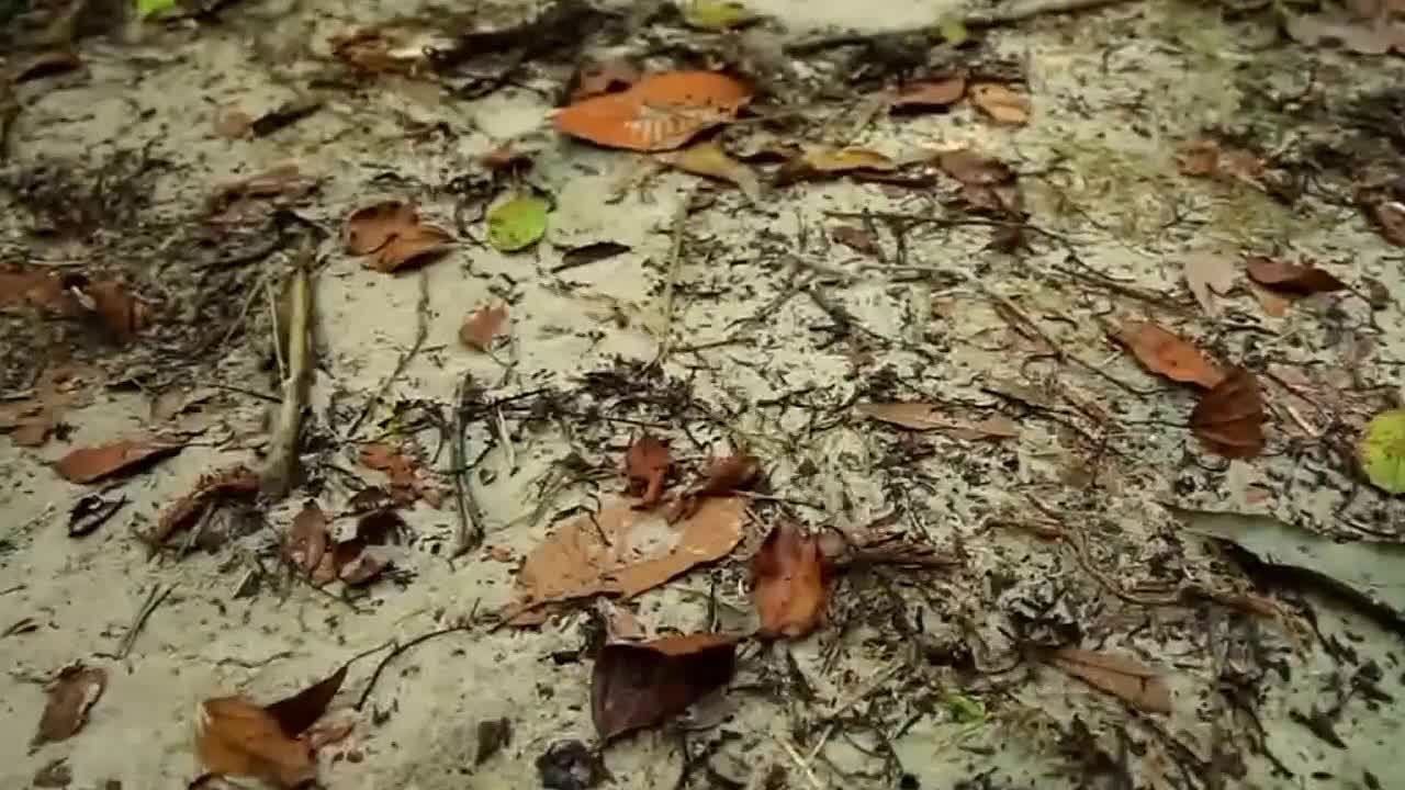 психоделика