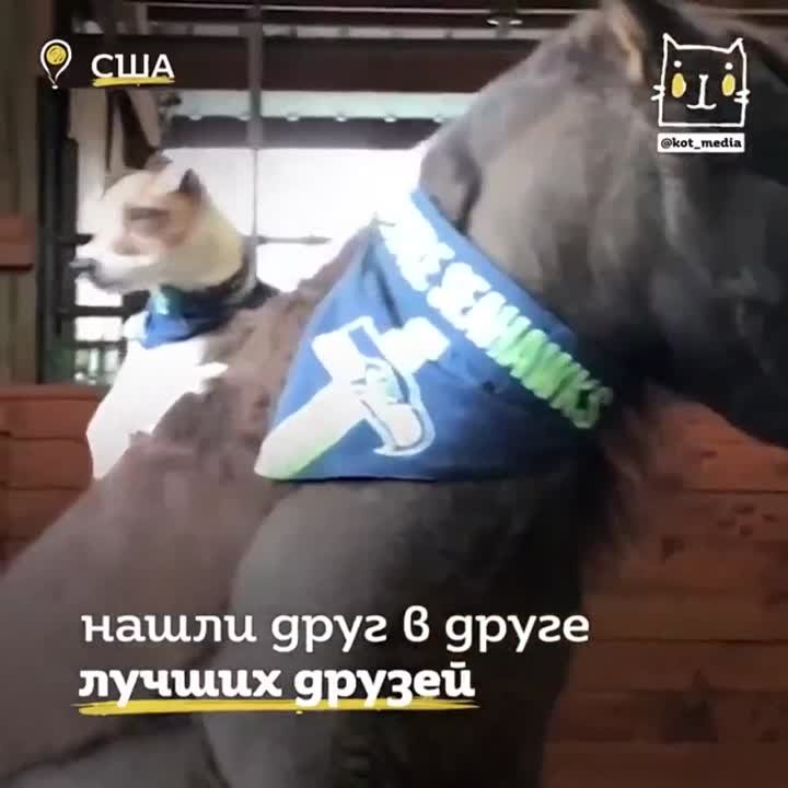 Доброта спасет мир